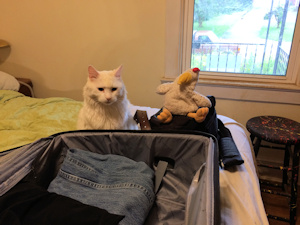 Cat and Suitcase