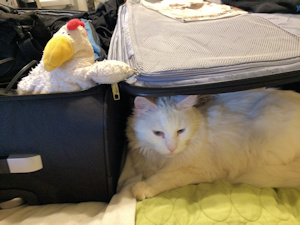 Cat and Suitcase
