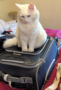 Cat on the Suitcase